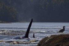 image of killer_whale