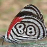 image of animal