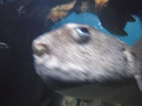 image of puffer