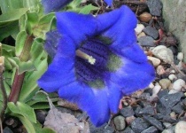 image of flower