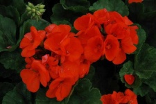 image of geranium #26