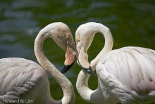 image of flamingo