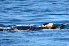 image of animal