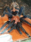 image of tarantula
