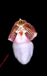 image of flower