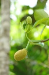 image of jackfruit