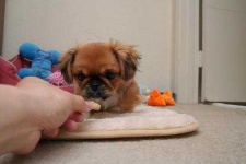 image of pekinese