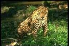 image of animal