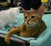 image of animal