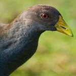 image of bird
