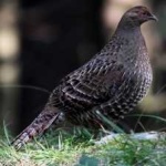 image of bird