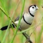 image of bird