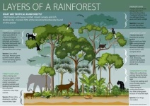 image of rainforest