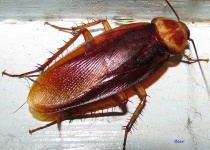 image of cockroach
