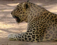 image of jaguar_car