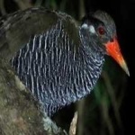 okinawa_rail