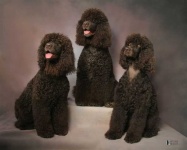 image of irish_water_spaniel