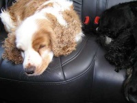 image of cocker_spaniel