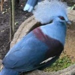 image of bird