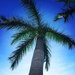 image of palm_tree #8