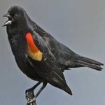 image of bird