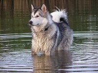 image of malamute