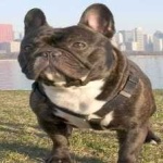 image of animal