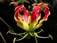 image of flower