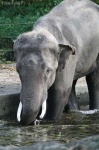 image of indian_elephant