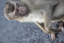 image of monkey #18