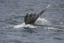 image of grey_whale