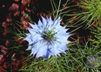 image of flower