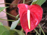 image of flower