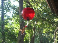 image of hummingbird