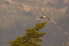 image of kite