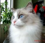 image of ragdoll #17