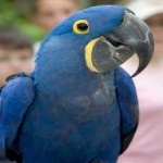 image of lears_macaw #5