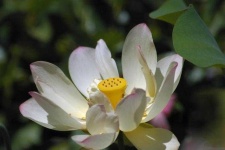 image of lotus #3