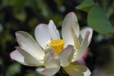 image of flower
