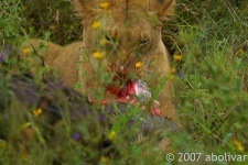 image of lion