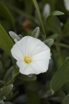 image of flower