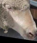 image of animal