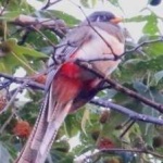 image of bird