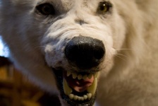 image of animal