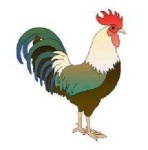 image of rooster