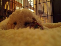image of standard_poodle