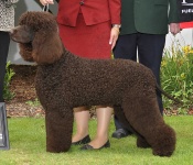 image of irish_water_spaniel #26