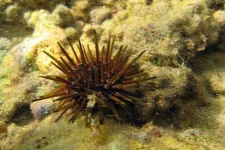 image of sea_urchin