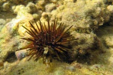 image of sea_urchin #25