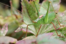 image of cricket